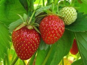 Strawberry field