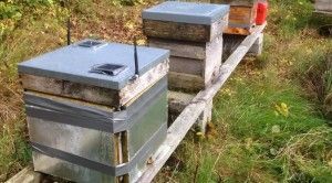 Waspmote Smart Beehives